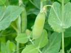 Wando pea pods in the summer garden. Art Print